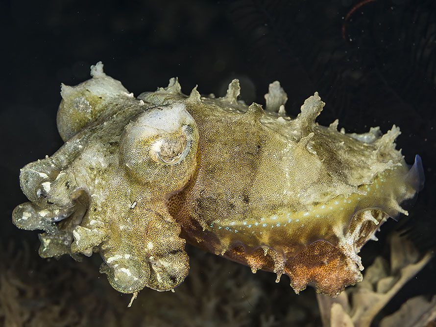 Ascarosepion latimanus